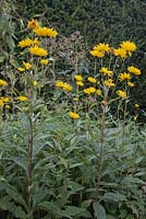 Helianthus decapetalus in front of yew hedge - Thin- leaf Sunflower -  October, Abbeywood Gardens, Cheshire