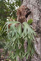 Platicerium bifurcatum growing on tree trunk - Staghorn Fern - Java, Indonesia