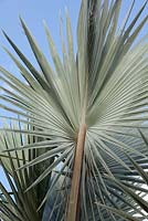 Bismarckia nobilis - Bismark Palm - Bali, Indonesia