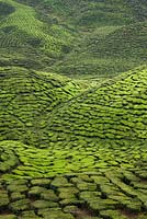 Hills covered in Camellia sinensis in a Malaysian tea plantation -  Malaysia 
