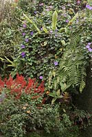 Ipomea indica and ferns growing over walls - Malaysia