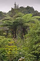 Cyathea latebrosa in the Cameron Highlands - Tree Ferns - Malaysia