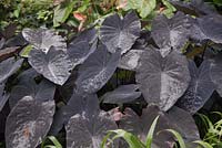 Colocasia esculenta 'Black Magic' with raindrops -  Black Elephant Ear - Malaysia