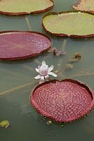 Victoria cruziana - Giant water lily
