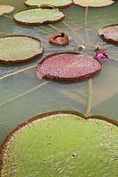 Victoria cruziana - Giant water lily
