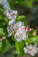 Malus domestica - Bramley apple blossom

