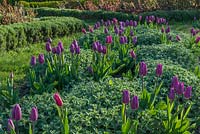 Tulipa 'Negrita' at Borde Hill