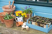 Outside potting bench with potted, Grape hyacinths, Muscari and Marsh marigolds, Caltha palustris, garlic cloves and vegetable seedlings.