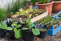 Courgette and vegetable seedlings and young plants being hardened off.