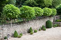 Drive edged by Catalpa bignonioides 'Aurea' - Indian Bean Tree standards and Buxus topiary
