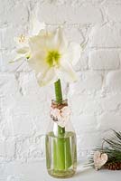White Amaryllis in glass bottle with hearts
