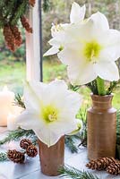 White Amaryllis in pottery vases with cones