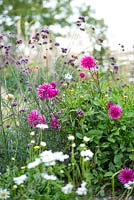 Verbena bonariensis wih Dahlia 'Ambition'. Jo Thompson garden Design.  Ticehurst, East Sussex 