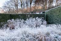The New Garden. Deschampsia cespitosa ' Bronzeschleier', Miscanthis sinensis 'Fener Osten'. Hedge of Taxus baccata. View to the wood. Veddw House Garden, Devauden, Monmouthshire, Wales. UK. Garden designed and created by Anne Wareham and Charles Hawes. January.