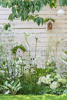 Brunnera macrophylla 'Jack Frost', Astilbe x arendsii 'Bridal Veil', Digitalis purpurea 'Albiflora', Hosta 'Fire and Ice', Ammi majus, Hydrangea macrophylla 'Nymphe' along white painted timber wall with birdboxe and insect hotels - Living Landscapes 'City Twitchers' garden, RHS Hampton Court Flower Show 2015. Designed by Sarah Keyser. CouCou Design
