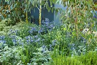 Eryngium bourgatii 'Picos Blue', Eucalyptus pauciflora subsp. debeuzevillei in Living Landscapes: Healing Urban Garden, RHS Hampton Court Palace Flower Show 2015. Designer Rae Wilkinson