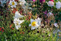 Lilium regale 'Album' with dark flowered scabios and scarlet salvia - Garden of Paradise. Turkish Tourism Board. Hampton Court Flower Show, June 2015. Designer Nilufer Danis.
