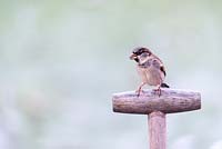 Passer domesticus - Male sparrow on a garden fork handle, France, Autumn
