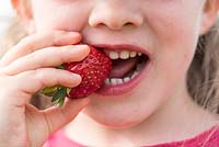 Little girl eating a strawberry, France, Spring