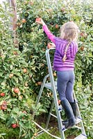 Little girl picking apple in an orchard, France, Autumn