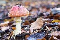 Amanita muscaria - Fly Agaric mushroom