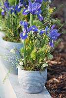 Spring flower arrangement with blue Irises and Helleborus in the flowerpot. The Garden Furniture Centre stand, RHS Flower Show Cardiff 2017