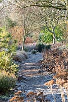 Frosted path leading through a woodland area with Carex flagellifera 'Auburn Cascade', Acer forrestii 'Sparkling' and Taxus baccata 'Icicle' in background