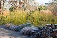 Winter border with stems of Cornus sericea 'Bud's Yellow', frosted seed heads of Sedum spectabile 'Indian Chief', Nandina domestica and Carex comans