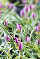 Tulipa humilis 'Persian Peal'