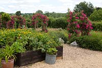 Raised vegetable beds by pergolas with Rosa 'American Pillar'