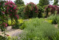 Rosa 'American Pillar' and a gravel herb garden