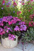 Reclaimed container of hydrangea with penstemon and gernaiums