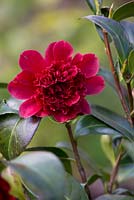 Camellia japonica 'Takanini'