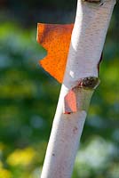 Betula utilis jaquemontii - peeling bark
