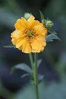 Geum avens 'Lady Stratheden'. Close view of a single yellow bloom 