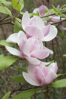 Magnolia soulangeana 'Picture' x Magnolia campbellii 'Blumhard' - portrait of open blooms