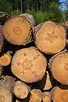Pinus syvestris - Scots Pine. Recently felled log stack. Close view of felled logs showing annual rings.
