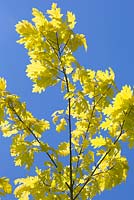 Quercus rubra 'Bolte's Gold' - A group of branches with freshly opened leaves set against a blue sky
