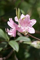 Rhododendron 'Albrechtii'