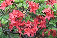 Rhododendron 'Lady Roseberry'