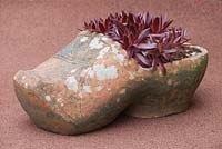 Sempervivum planted in a clayware clog