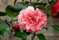 Camellia japonica 'Imbricata'