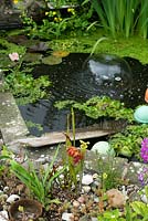 Sedums and sarracenia planted beside a garden wildlife pond with frog.