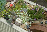 Details of Sempervivum including arachnoideum and Rhodohypoxis planted in a container with ornaments.