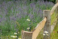 Rustic wooden fence with Leucanthemum vulgare and Lavendula. The Lavender Garden designed by Sara Warren, Donna King and Paula Napper. Hampton Court 2016. Gold Medal Winner