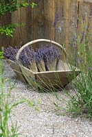 A wooden trug with bunches of Lavender flowers.  The Lavender Garden designed by Sara Warren, Donna King and Paula Napper. Hampton Court 2016.  Gold Medal Winner