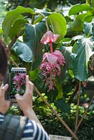 A visitor to Hong Kong Park takes a photo of Medinilla magnifica