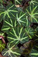 Begonia masoniana var. maculata