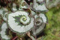 Begonia rex 'Silver Circle'