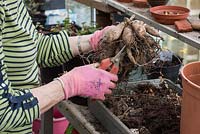 Gardener cutting off shriveled Dahlia tubers from rootstock - March - Oxfordshire